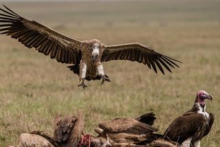 Fotky: Draví ptáci vymírají. Důsledky jsou devastující - Seznam Zprávy
